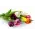 Tulips at request